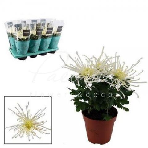 Хризантема 13*35 крупноголовая кремовая Fire Works (Decorum)