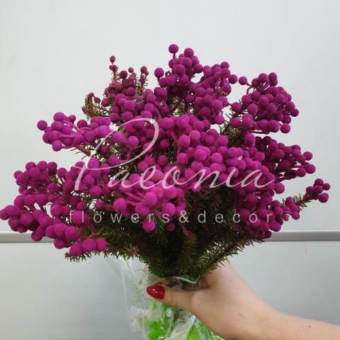 Берзелия Squarrosa крашеная Pink 40см (цена за 1 ветку)