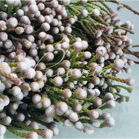 Бруния спрей Noduliflora 50см (цена за ветку)