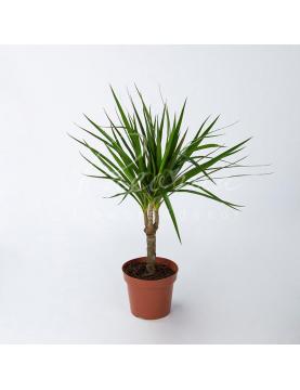 Драцена 12*45 Marginata 1 стовбур
