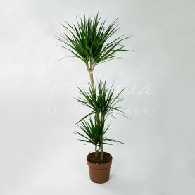 Драцена 24*160 Marginata 3 ствола