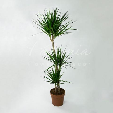 Драцена 24*160 Marginata 3 ствола