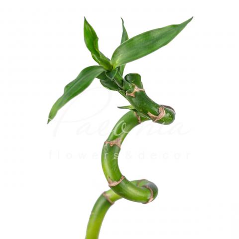 Драцена Lucky Bamboo Spiral 60см