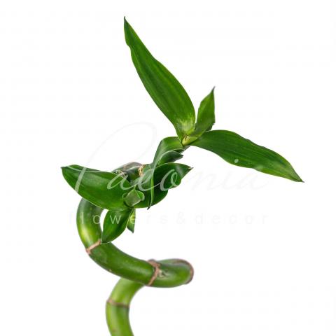 Драцена Lucky Bamboo Spiral 90см Драцена Lucky Bamboo Spiral 90см