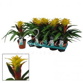 Гузмания 13*40 желтая Fancy