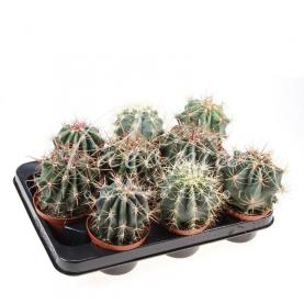 Кактус 10*15 Ferocactus мікс