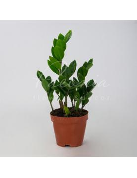 Заміокулькас 12*40-45 Заміокулькас 12*40-45