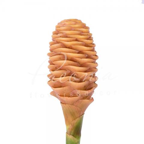 Зингібер Shampoo Ginger 45см