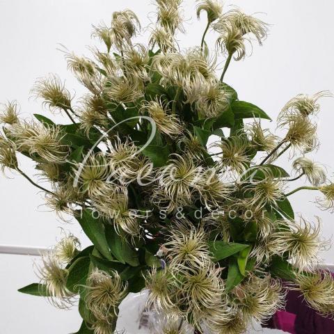 Клематіс Amazing Kibo Seedhead 60см
