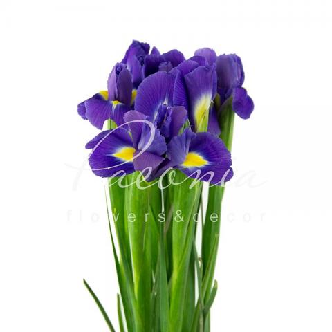 Ірис Blue Magic синій 54см