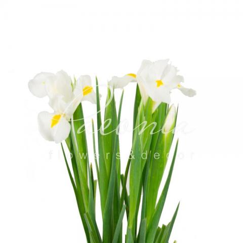 Ірис White Magic білий 62см Ірис White Magic білий 62см