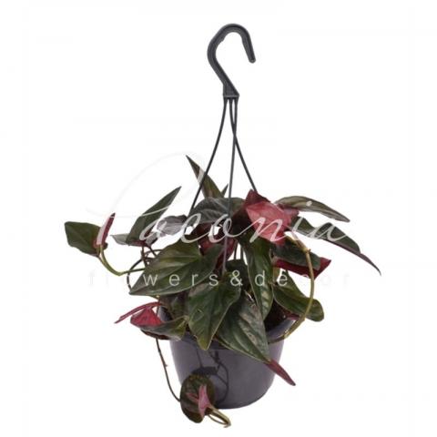 Сингоніум 15*30 Erythrophyllum Red Arrow у підвісі