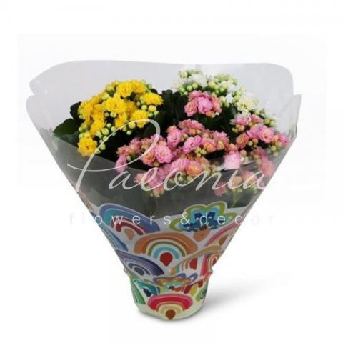 Каланхое каландива 12*25 (микс в одном горшке)