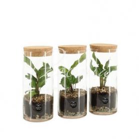 Флорариум 09*20 с калатеей Флорариум 09*20 с калатеей