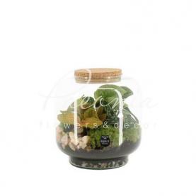 Флорариум 17*25 сциндапсус с фиттонией Флорариум 17*25 сциндапсус с фиттонией