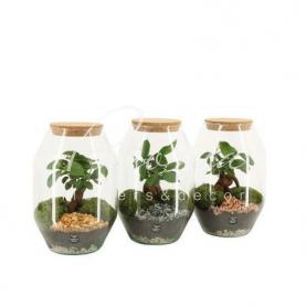 Флорариум 17*25 с фикусом микрокарпа Ginseng Флорариум 17*25 с фикусом микрокарпа Ginseng