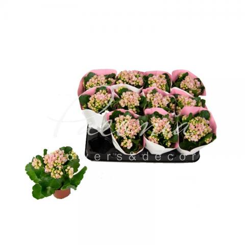 Каланхое каландива 07*15 оранжевое Каланхое каландива 07*15 оранжевое