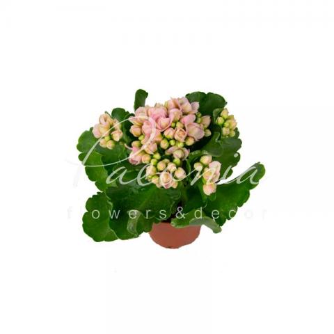 Каланхое каландива 07*15 оранжевое Каланхое каландива 07*15 оранжевое