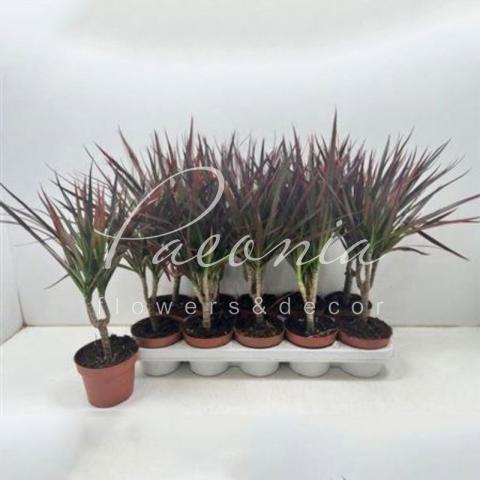 Драцена 12*45 Magenta 1 стовбур