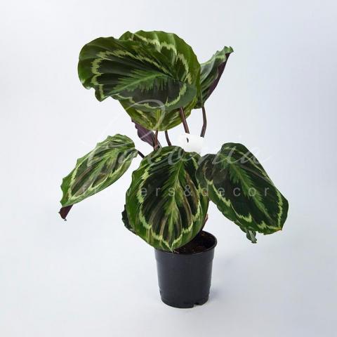 Калатея 12*25 Medallion Калатея 12*25 Medallion