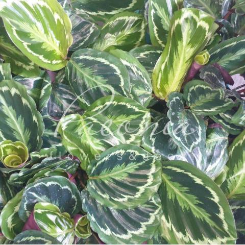 Калатея 12*25 Medallion Калатея 12*25 Medallion