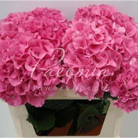 Гортензия Sibilla Red 75см Ø20см