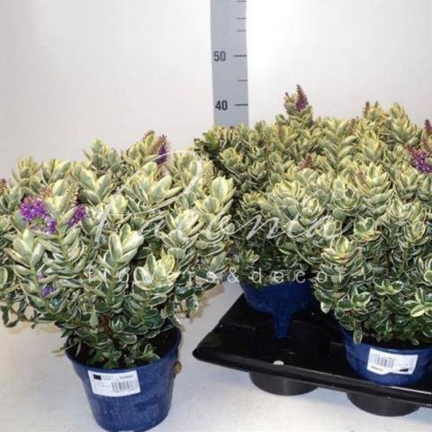 Хебе 18*35 Variegata