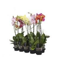 Фаленопсис (орхідея) 12*60-65 1 стовбур мікс (Ter Laak Orchids) Фаленопсис (орхідея) 12*60-65 1 стовбур мікс (Ter Laak Orchids)