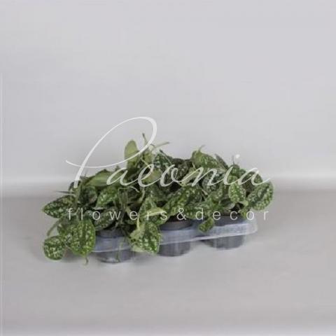 Сциндапсус 12*20 Pictus Argyraeus