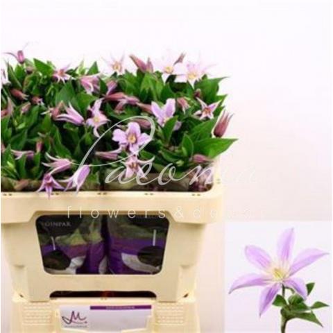 Клематис Star River 50см