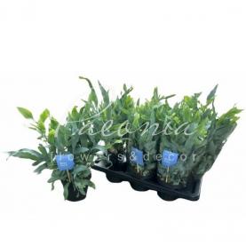 Флебодіум 14*40 Blue Star