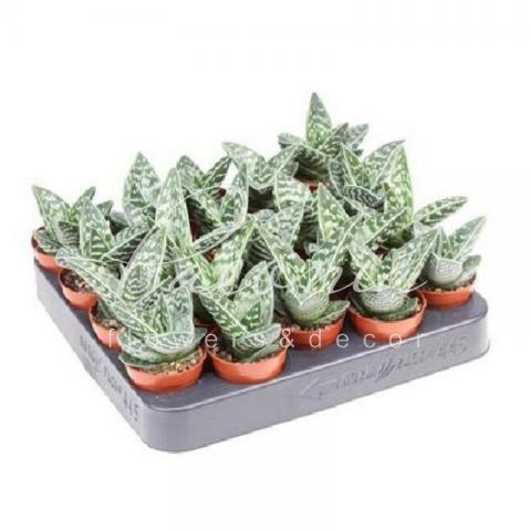 Алое 5*10 Variegata