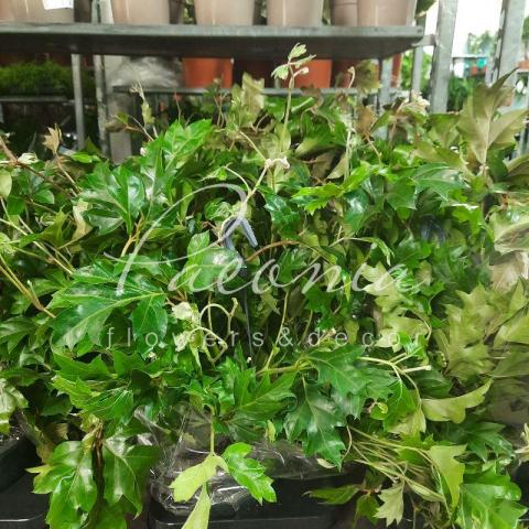 Цисус 19*45 rhombifolia ellen danica у підвісі