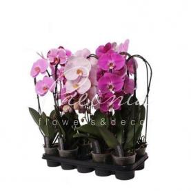 Фаленопсис (орхидея) каскад 12*60 1 ствол микс (Ter Laak Orchids) Фаленопсис (орхидея) каскад 12*60 1 ствол микс (Ter Laak Orchids)