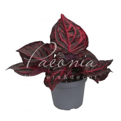 Ирезине 06*12 Herbstii Bloodleaf