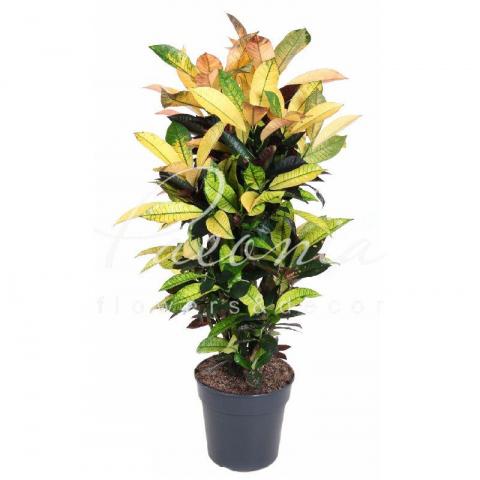 Кротон 27*100 Mrs Iceton Branched