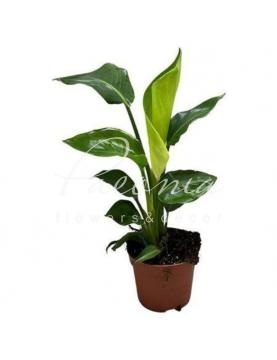 Стреліція 12*40-50 Nicolai неквітуча Стреліція 12*40-50 Nicolai неквітуча