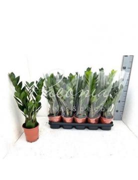 Заміокулькас 12*40-45 Заміокулькас 12*40-45