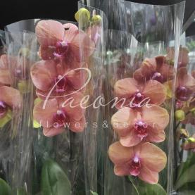 Фаленопсис (орхидея) 12*65 1 ствол Surfsong (Ter Laak) Фаленопсис (орхидея) 12*65 1 ствол Surfsong (Ter Laak)