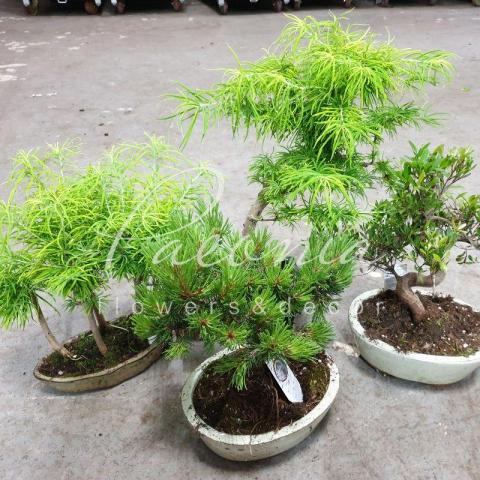 Бонсай 20*45 микс в керамике Бонсай 20*45 микс в керамике