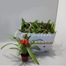 Гузмания 9*30 Blitz