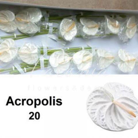 Антуріум Acropolis Ø9см