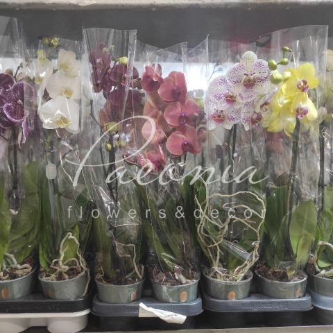 Фаленопсис (орхідея) 12*60 1 стовбур Mimesis мікс (Ter Laak Orchids)
