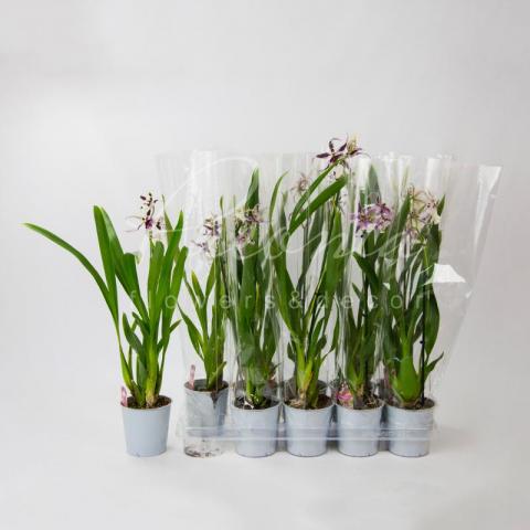 Камбрия (орхидея) 12*50 Beallara Morning Joy