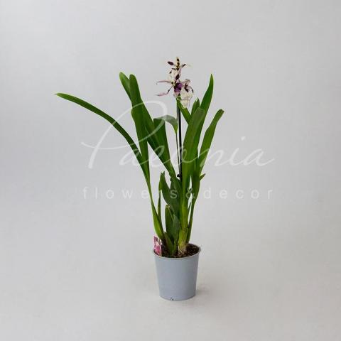 Камбрия (орхидея) 12*50 Beallara Morning Joy