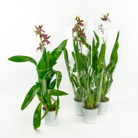 Камбрия (орхидея) 12*55 Brassia Summer Dream