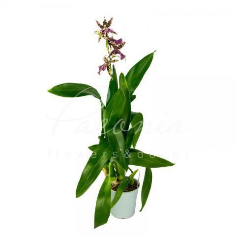 Камбрия (орхидея) 12*55 Brassia Summer Dream
