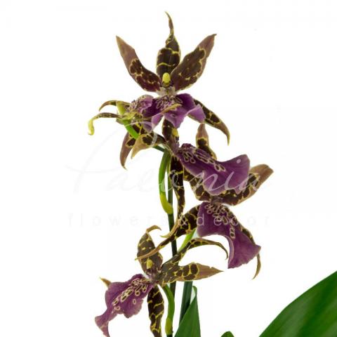 Камбрия (орхидея) 12*55 Brassia Summer Dream