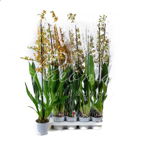 Камбрия (орхидея) 12*80-90 микс