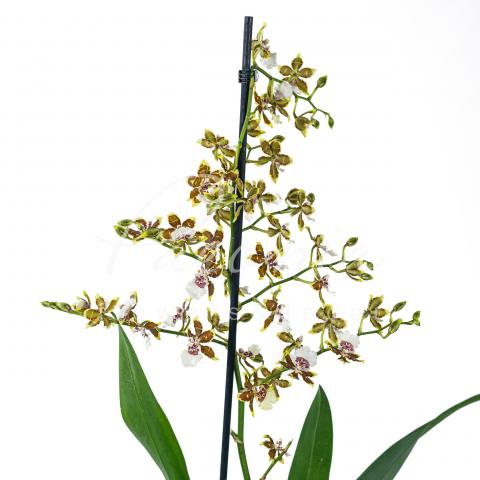 Камбрия (орхидея) 12*80-90 микс